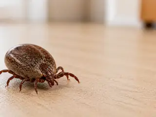 Ve