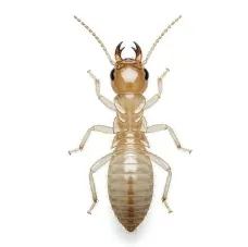 Mối