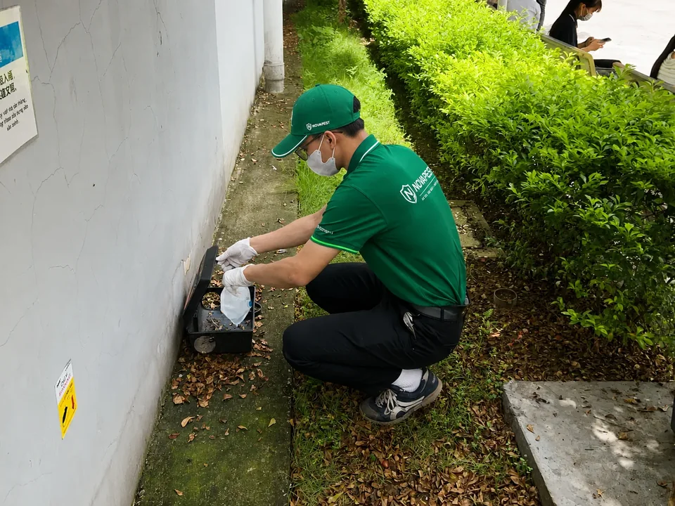 Triển khai điểm giám sát trong quy trình kiểm soát chuột IPM
