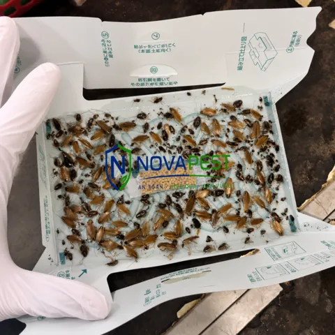 Kỹ thuật viên NOVAPEST triển khai dịch vụ tại dự án - hình 5
