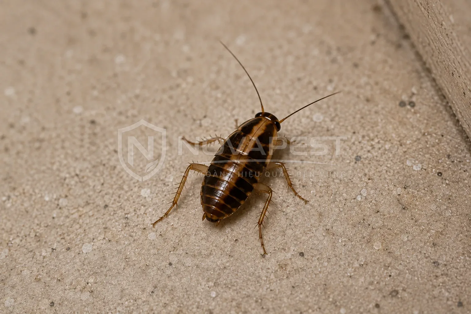 Gián Đức non chưa có cánh hoàn chỉnh