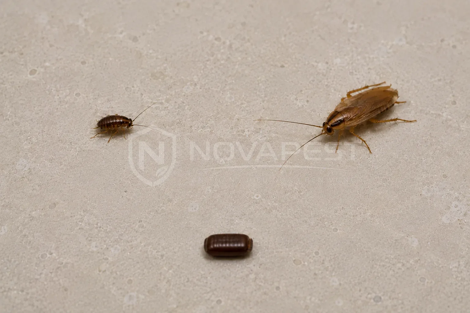 Các giai đoạn trong vòng đời gián Đức
