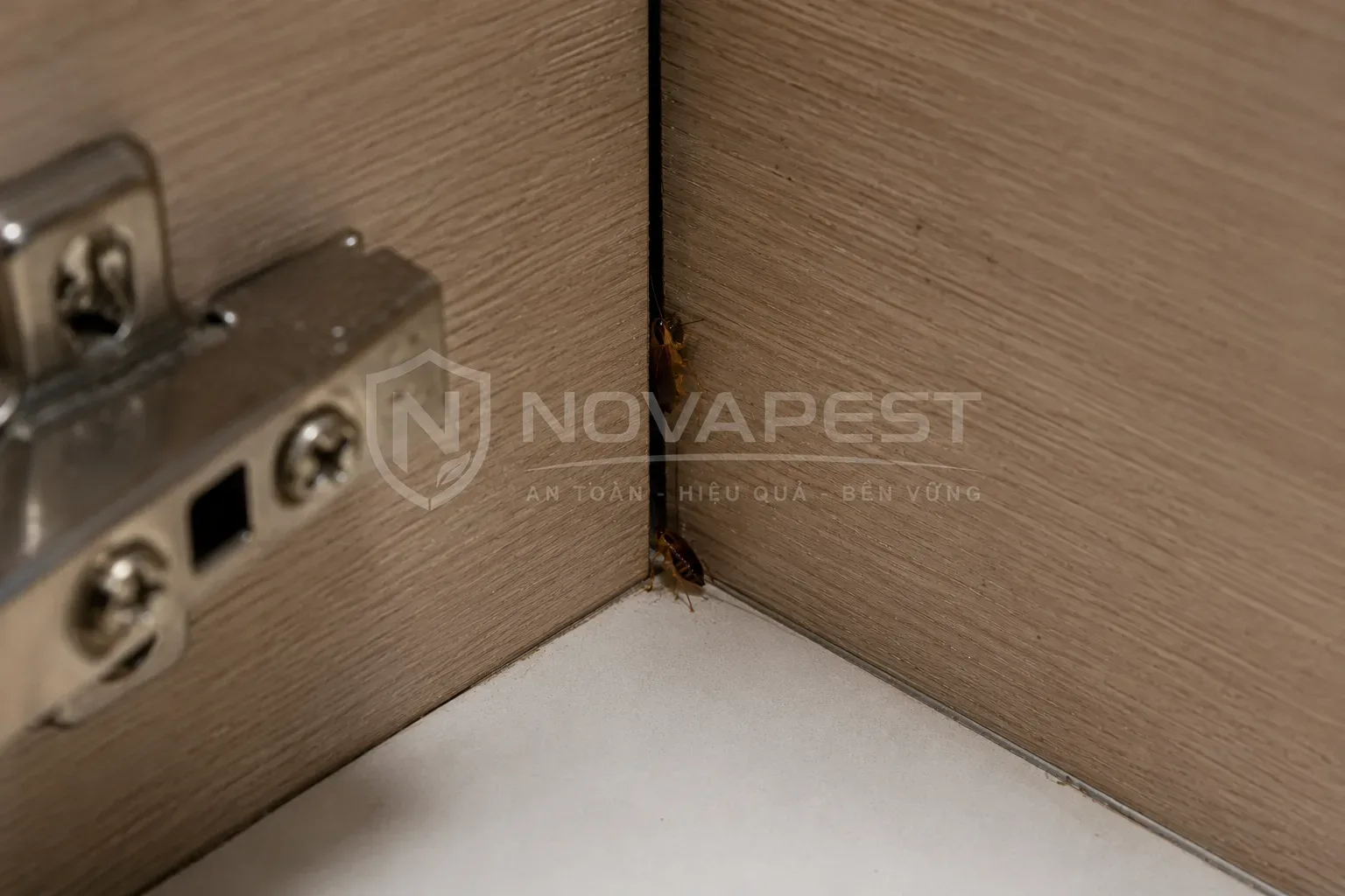 Gián Đức trú ẩn trong khe tủ bếp